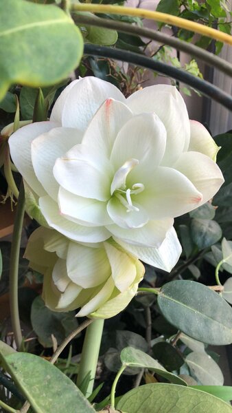 Albine in gradina - Plante, bulbi, amenajari gradini Bucuresti, Ilfov