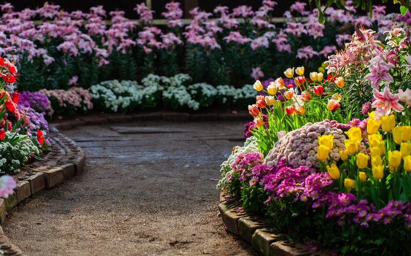 Albine in gradina - Plante, bulbi, amenajari gradini Bucuresti, Ilfov