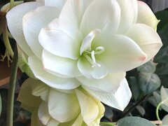 Albine in gradina - Plante, bulbi, amenajari gradini Bucuresti, Ilfov