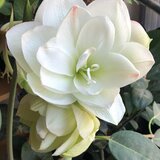 Albine in gradina - Plante, bulbi, amenajari gradini Bucuresti, Ilfov